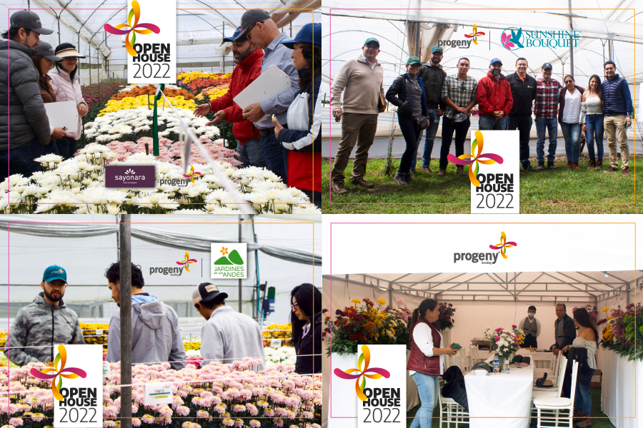 Progeny_Breeding_open_house_crisantemo_3_2022