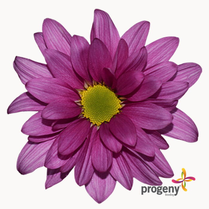 Agatha - Imagen 2