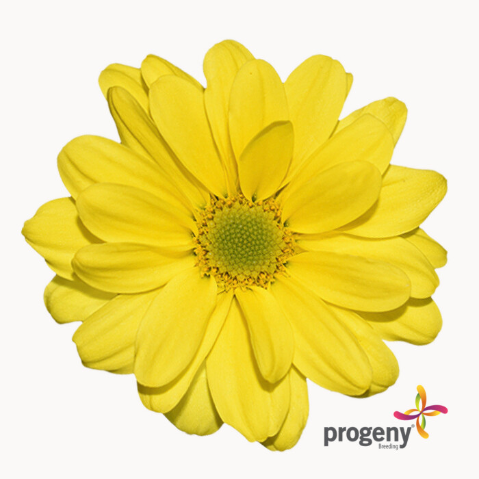 Calipso - Imagen 2