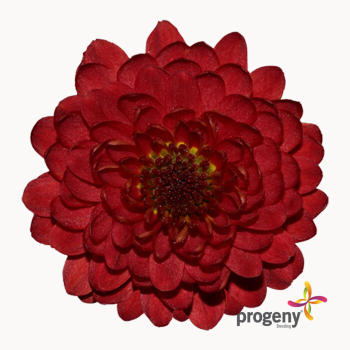 Rossie - Imagen 2