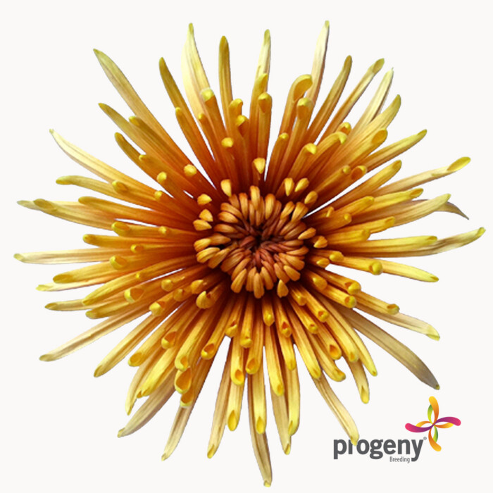 Alis - Imagen 2