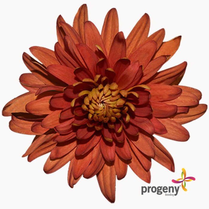 Flamma - Imagen 2