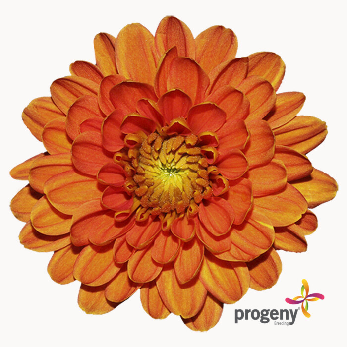 Ginger - Imagen 2