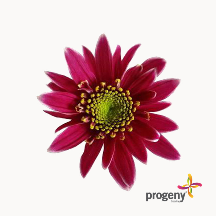 Kogui - Imagen 2