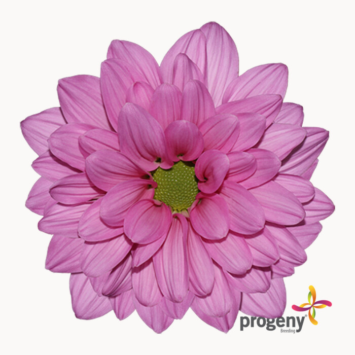 Lottus - Imagen 2