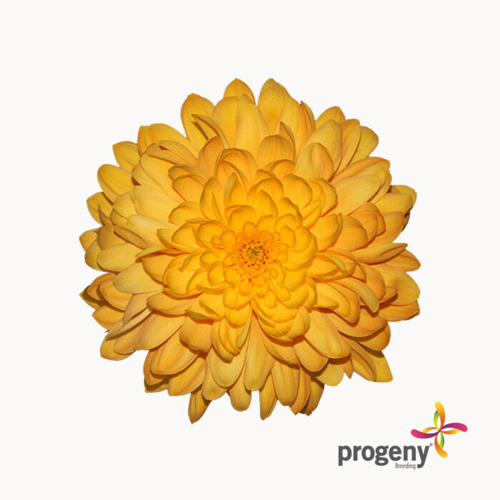Mitra - Imagen 2
