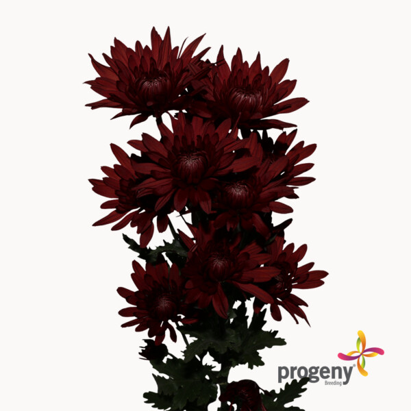 Red Copper