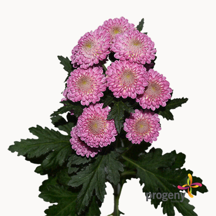 Sulata