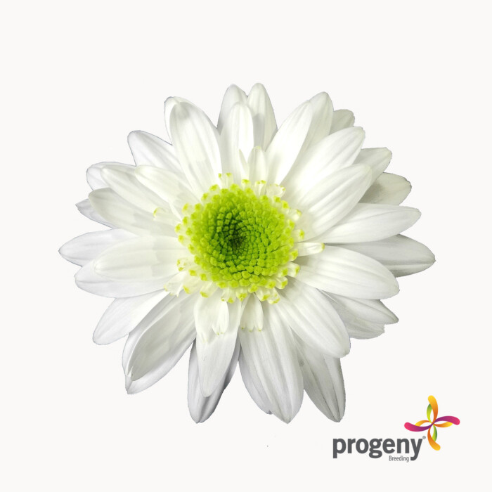 White Secret - Imagen 2
