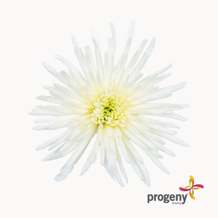 White needle - Imagen 2